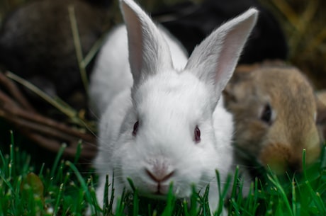 守株待兔是什么生肖(什么生肖的动物可以被称为守株待兔?)
