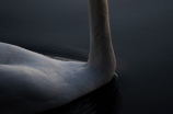 “天鹅挽歌”展现大自然的美与残酷