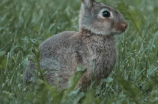 小兔子有颗玻璃心，如何让它坚强起来？